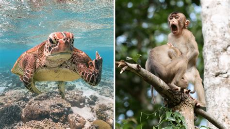 The Comedy Wildlife Photography Awards Has Released The Finalists