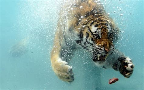 Tiger Swimming Under Water Hd Wallpaper Wallpaper Flare