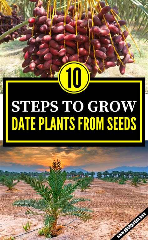 How To Grow Dates From Seeds Artofit
