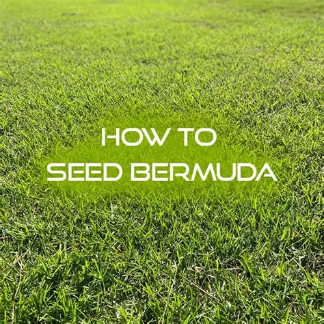 How To Prepare Lawn For Bermuda Seed