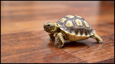 My New Baby Sulcata Tortoise Raww