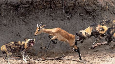 African Wild Dogs Hunting Goat Best Aniamls Hunting Youtube