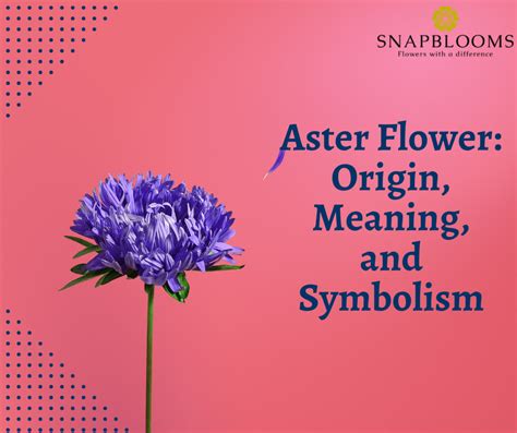 Aster Flower Origin Meaning And Symbolism Snapblooms Blogs
