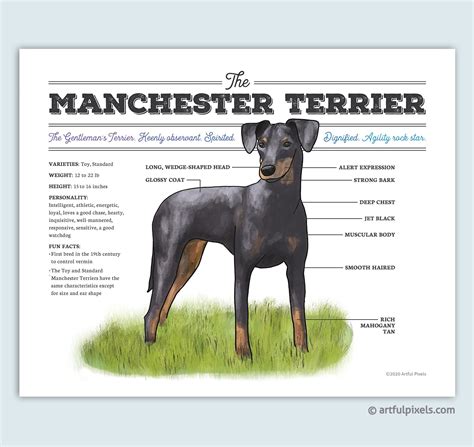 Manchester Terrier Dog Diagram Art Print Artful Pixels Funny T