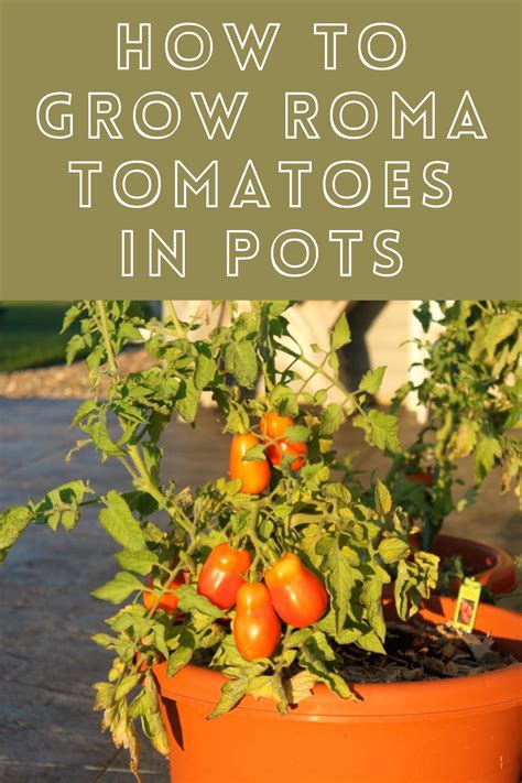 How To Grow Roma Tomatoes In Pots Gardening Sun Growing Roma