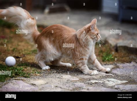 Majestic Maine Coon Stock Photo - Alamy
