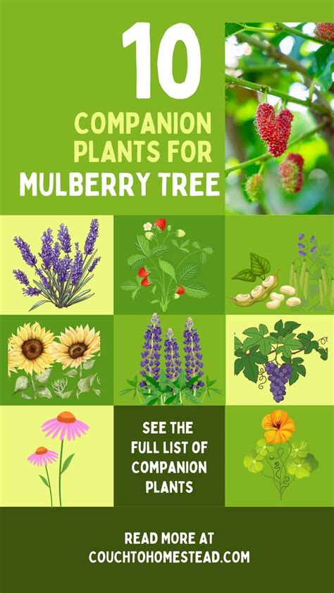 10 Best Companion Plants For Mulberry Trees Companion Planting Citrus Trees Fruit Trees