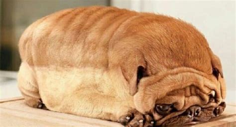 40 Pictures Of Dogs Who Doesnt Look Like Dogs