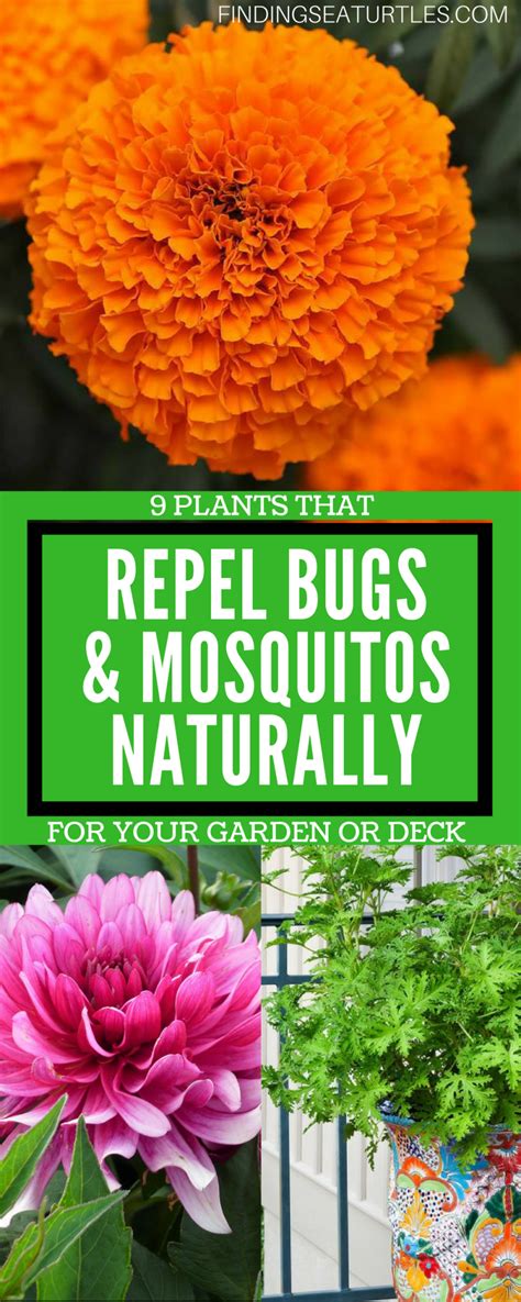 9 Plants That Repel Bugs Naturally