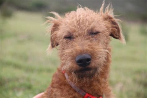 We acquired our first irish in 1996 and began showing in 1997. Irish Terrier Puppies For Sale | Manchester, NH #242637