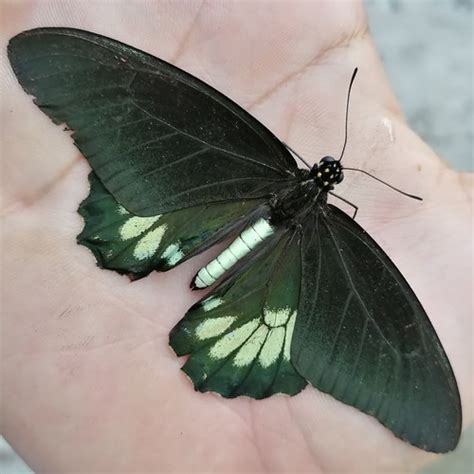 Green Patch Swallowtail Battus Laodamas INaturalist Canada