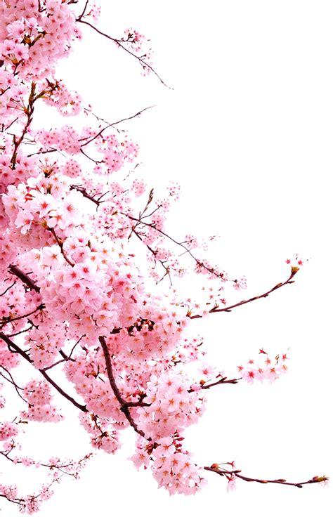 Free Japanese Cherry Blossom Png Download Free Japanese Cherry Blossom