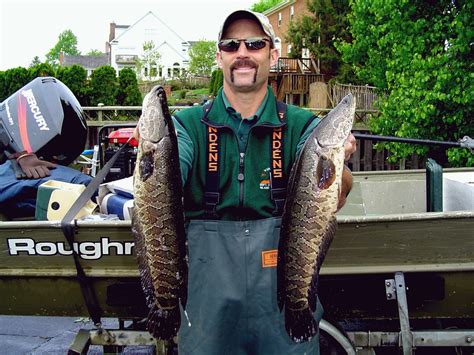 Photos Potential World Record Snakehead Caught In The Potomac River