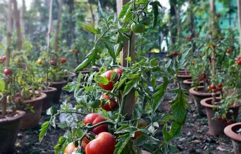 Best Potting Soil For Tomatoes