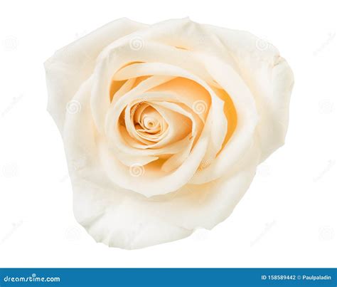 White Rose Isolated Stock Photo Image Of Nature Pale 158589442