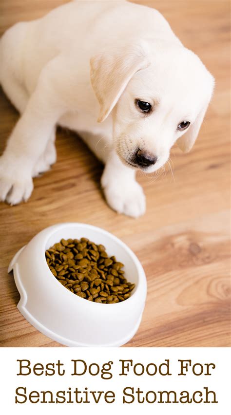 It can be helpful here to talk with your vet about the best puppy food for sensitive stomach issues that are specific to your puppy. Best Dog Food For Sensitive Stomach Issues - Tips And Reviews