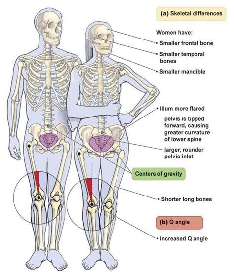 Learn vocabulary, terms and more with flashcards, games and other study tools. Anatomy Difference Between Male And Female Human Skeleton ...