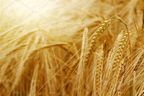 Barley Containing Wheat Field And Crop Nature Stock Photos