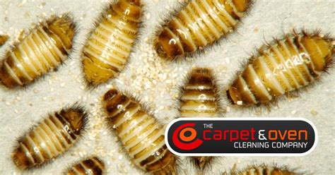 Professional carpet cleaners in bellingham wa, offering residential & commercial carpet cleaning. Your Carpet might be Dirtier than the Street Outside!