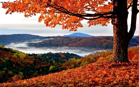 Fall Landscape Trees Hills Leaves Wallpapers Hd Desktop And