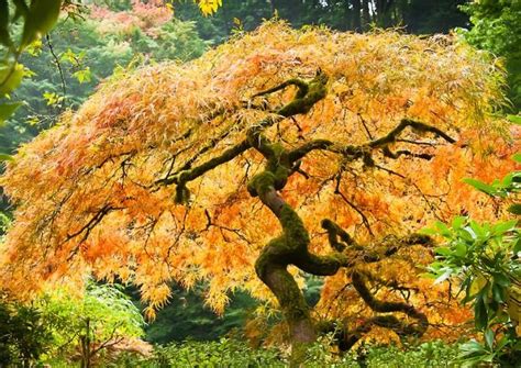 Japanese Maples For Fall Color The Tree Center