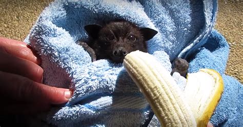 Baby Bats Cheeks Stuffed With A Bananaand Its Too Cute