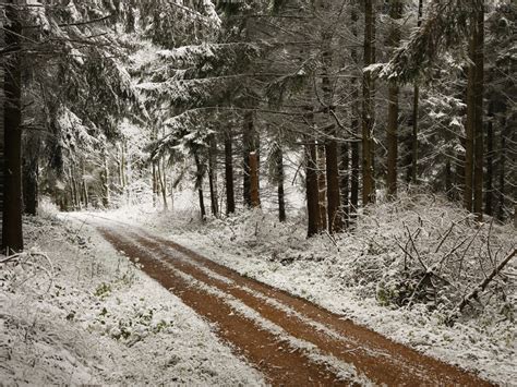 First Snow In The Forest