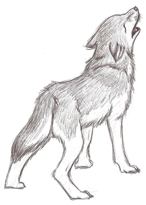 Wolf Portrait Pencil Drawing