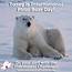 “International Polar Bear Day” …  It Is What