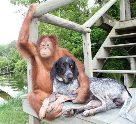 20 Amazing And Completely Unlikely Animals Who Became Best