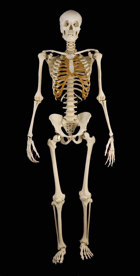 Human Skeleton Full Hd Images Depp My Fav