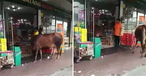 Overwhelmed by the influx of information regarding mco malaysia protocols? Cows Queue Outside Klang Bank During MCO, They Practice ...