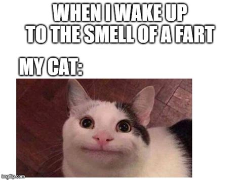 Image Tagged In Funny Catsfartsfunny Meme Imgflip