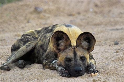 African wild dog natural habitat. African Wild Dog | The Life of Animals