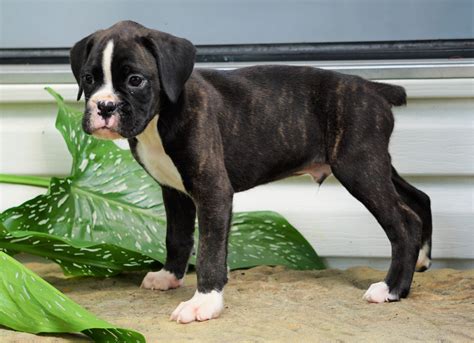 59 Boxer Puppies For Sale Price Pic Bleumoonproductions