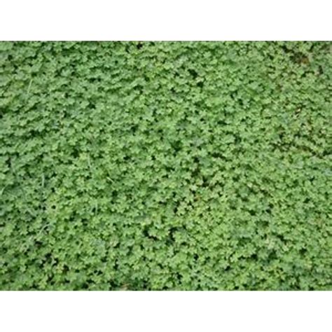 Micro Clover Seed - 10 Lbs. - Walmart.com - Walmart.com
