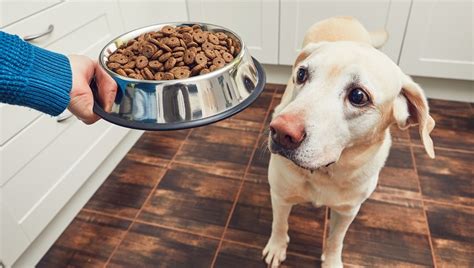 Hill's prescription diet w/d dry dog food — best for glucose control. Dog Food Brands May Not Be As Nutrient-Filled As They ...