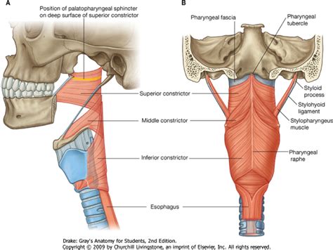 Pharyngeal Constrictor Muscles Overview Constrictor Speech Pathology