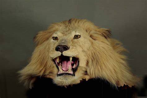 Head Of Leo The Lion One Of The Original Lions Used By Mgm Studios
