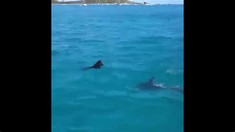 Incredible Moment Wild Dolphin Plays With A Swimming Dog
