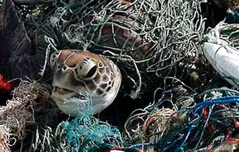 Ghostnets Fish On Marine Rubbish Threatens Northern
