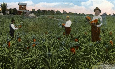 Florida Memory Souvenir Viewbook Showing Farmers Gathering Pineapples