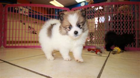 Darling Pomeranian Puppies For Sale Georgia Local