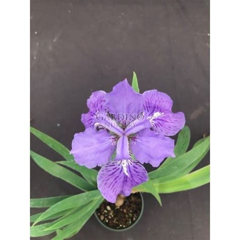 Iris Tectorum Japanese Roof Iris 4″ Pot Gardino Nursery