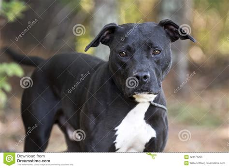 Riesige sammlung, hervorragende auswahl, mehr als 100 mio. Schwarzes Pitbull Terrier Mischte Zuchthundeannahmefoto ...