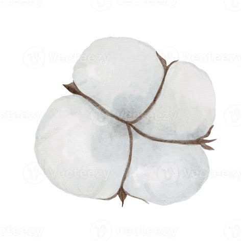 Free Set Of Watercolor Cotton Plant Isolated On Transparency Background