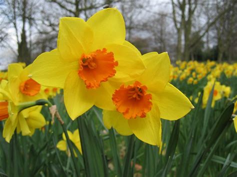 Birth Flower For March Daffodil Flower Flowers By Flourish