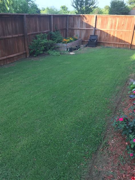 Over Seeded Bermuda With Rye Lawn Care Forum