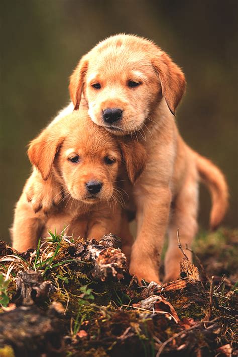 Cute Baby Animal Dogs Wallpaper 1440x2160 798344 Wallpaperup