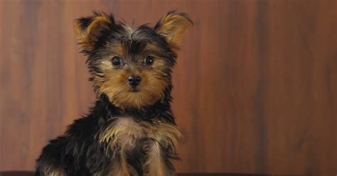 Oct 09, 2016 · puppies with blue eyes. When do Yorkies change colours? | eHow UK